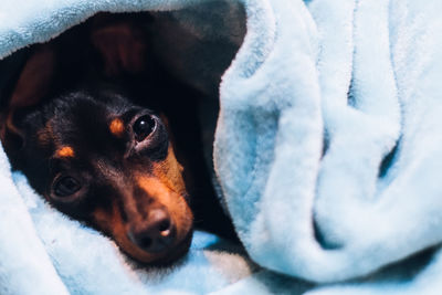 Close-up portrait of dog wrapped in blanket