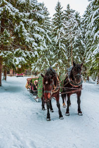 View of horse on snow covered trees