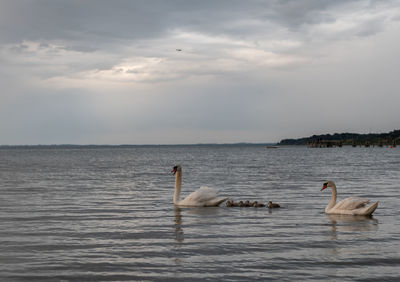View of swans swimming in sea