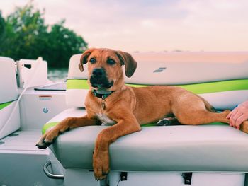 Puppy laying on a boat