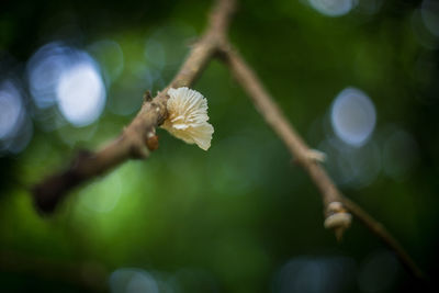 Close-up of white flower on branch