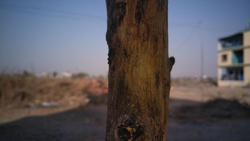 Close-up of tree trunk against sky