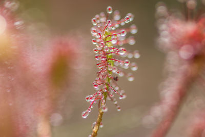 Close-up of wet pink flowering plant