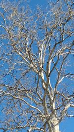 Low angle view of bare tree against blue sky