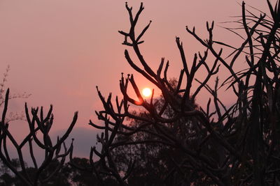 Close-up of silhouette tree against sky during sunset