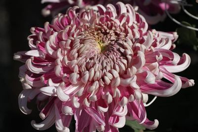 Close-up of pink dahlia flower