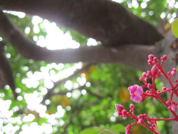 Low angle view of flower tree