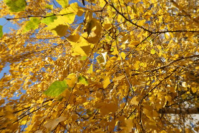 Low angle view of yellow leaves on tree