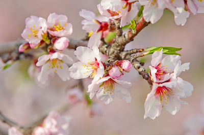 Close-up of white flowers on tree