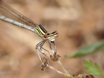 Close-up of insect