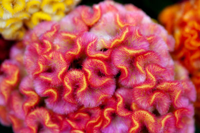 Close-up of plant