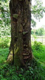 Trees in forest