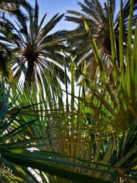 Low angle view of palm trees