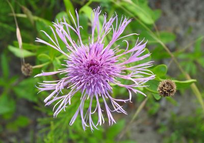 Close-up of purple thistle flower