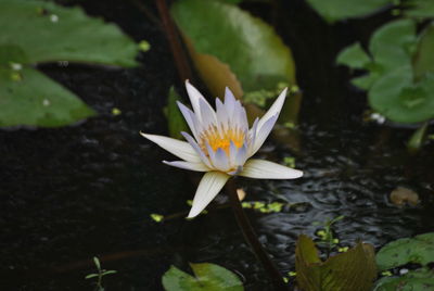 Close-up of lotus water lily