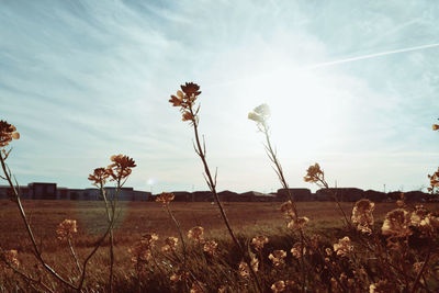 Plants growing on field against sky