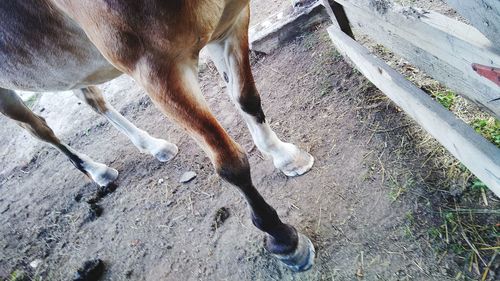 High angle view of dog