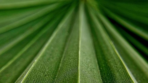 Full frame shot of wet leaves