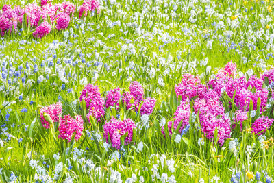Close-up of pink flowers