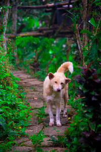 Dog standing on land