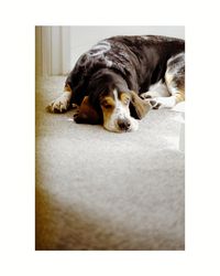 Dog sleeping at home
