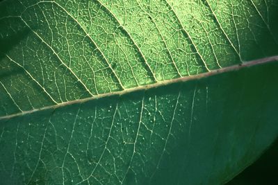 Full frame shot of leaf