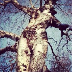 branch