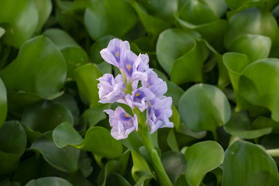 Picture of the eichhornia crassipes, commonly known as common water hyacinth.