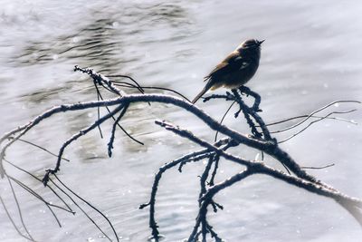 Close-up of bird perching on snow