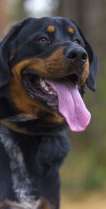 Close-up of a dog looking away