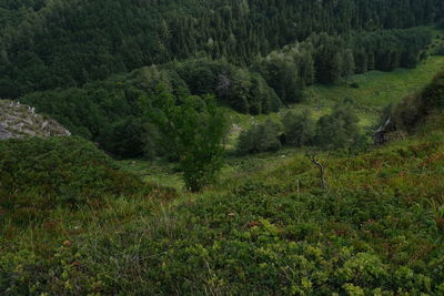 Scenic view of pine trees in forest