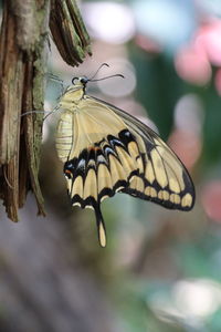 Close-up of butterfly on flower