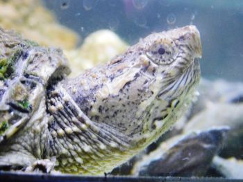 Close-up of frog in water