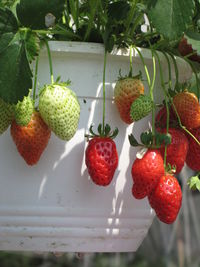 Close-up of strawberries