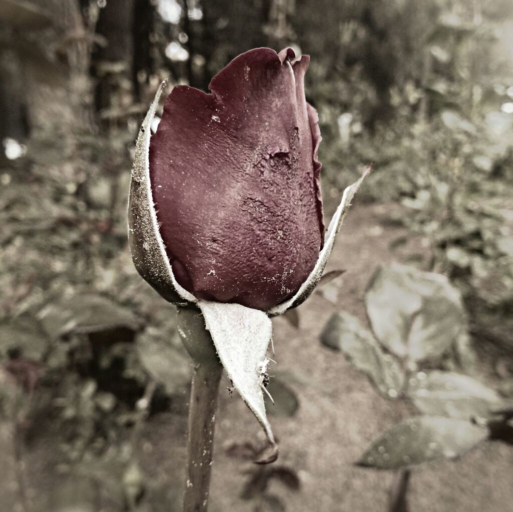 close-up, focus on foreground, fragility, nature, freshness, rose - flower, fungus, growth, beauty in nature, flower, mushroom, petal, day, outdoors, dry, selective focus, no people, season, single flower, stem