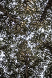 Low angle view of trees against sky