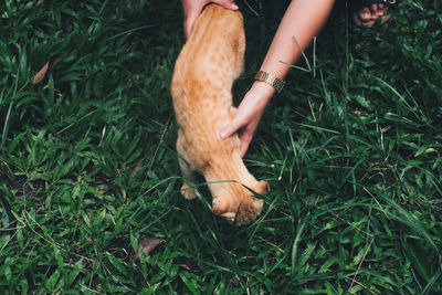 Midsection of a hand on a field