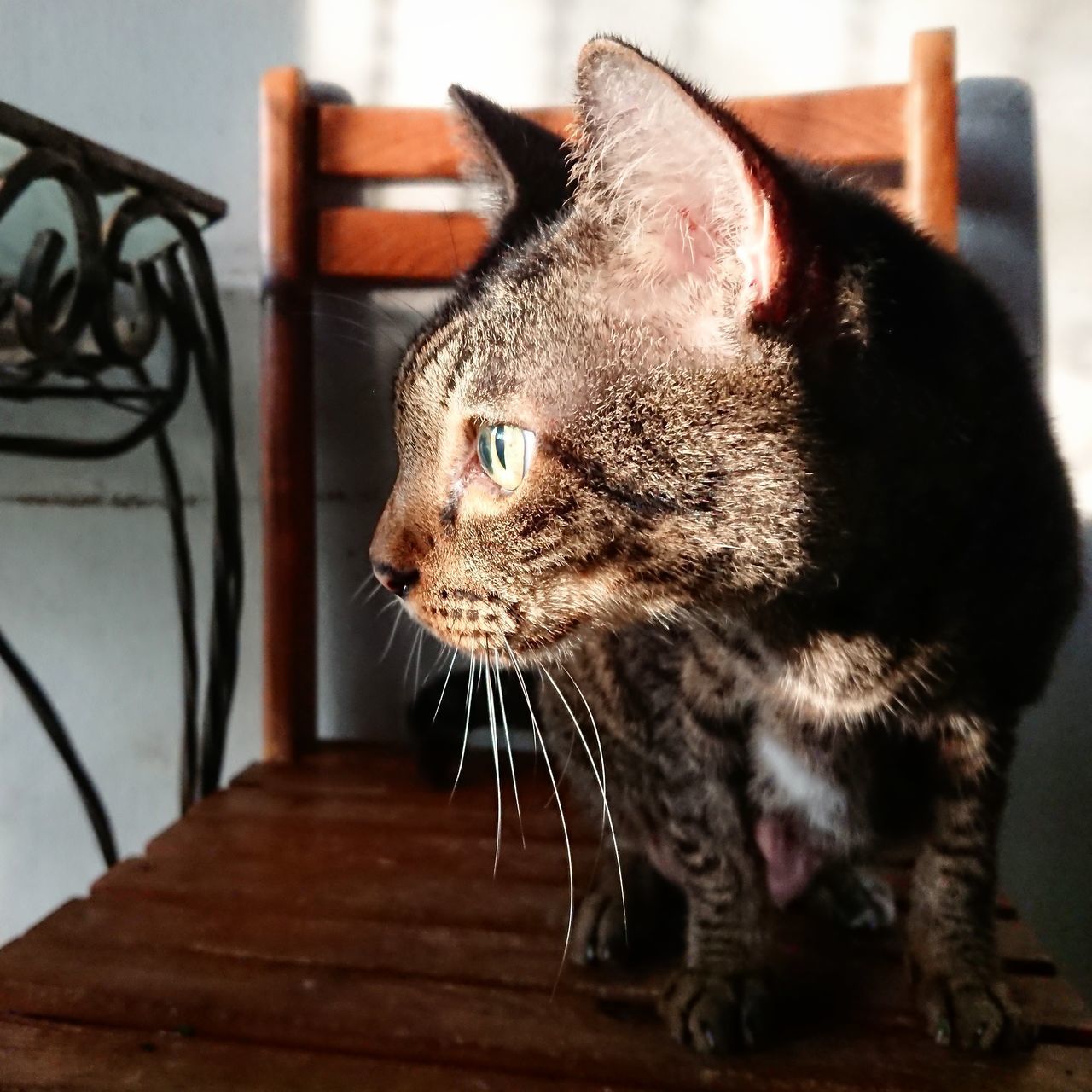 CLOSE-UP OF A CAT