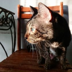 Close-up of a cat looking away