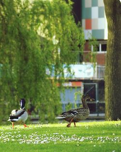 Bird perching on grass