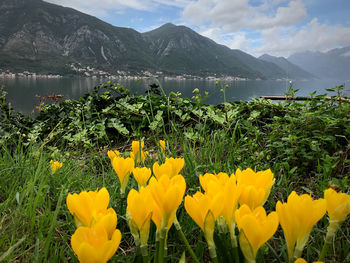 Yellow flowering plants on land against mountains