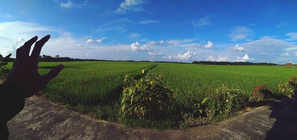 Scenic view of field against sky