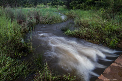 Scenic view of waterfall in forest