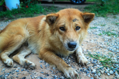 Close-up portrait of a dog