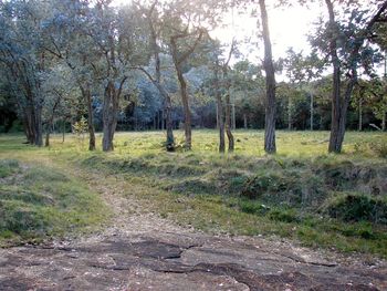 Trees on field