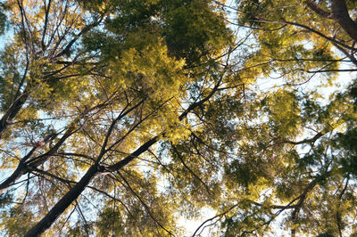 Low angle view of trees in forest against sky