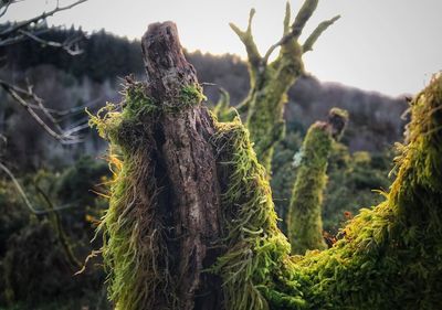 Close-up of plants against sky