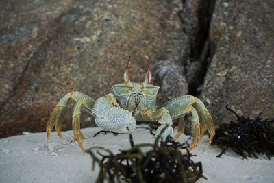 Close-up of crab at beach