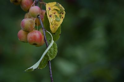 Close-up of berries growing on tree