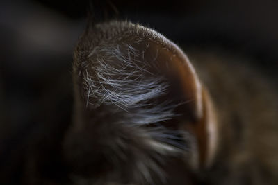 Close-up of feather against black background